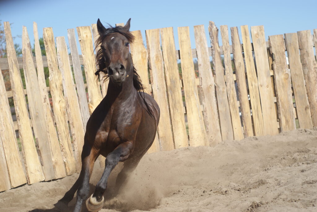 Home - Wild Mustang Ranch